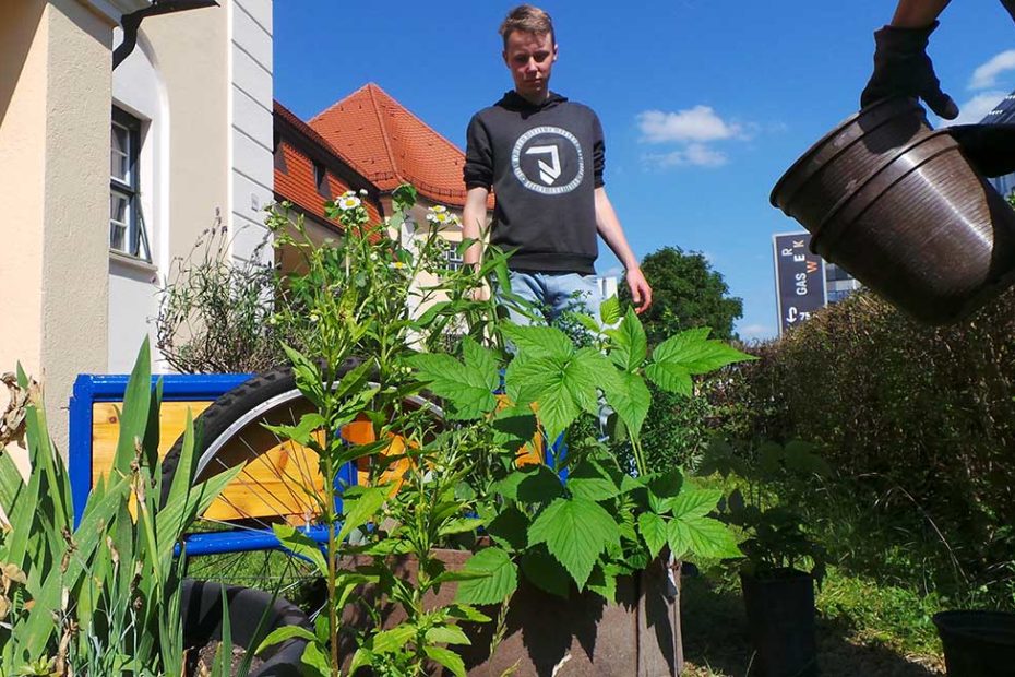 Kräuterpflanzen wie Zitronenmelisse und Salbei. Ein junger Mann im Hintergrund. Jemand gießt die Pflanzen.